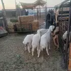 رخال مقاني لبانيات