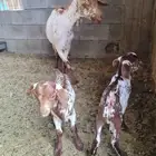 عنز جنوبيه مرخاء تحتها تيسين