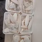 للبيع عظم حبار جديد طازه