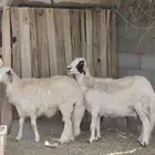 نعجه متبع
