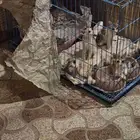 بسس فارسيه صغيره للتبني