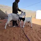 عنز والد