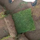 نجيلة طبيعية زراعي نوع ممتاز