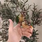 فروخ يلو سايد رد فاكتر هدد نشبه ((تم البيع))