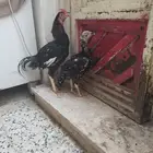 للبيع دجاج باكستاني ع السوم