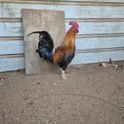 للبيع اربع ديوك ترثة