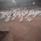 بط بكيني حجم جمبو الكميه محدد وده