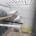 جوز روز البينو