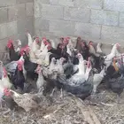 دواجن وز بلدي دجاج حبشي دجاج بياض