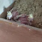 فروخ كروان لاتينو