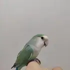 روز