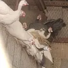 دجاج حبشي ألوان وأنواع دواجن رومي وز بط دجاج