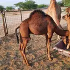 السلام عليكم اعرض على انظاركم