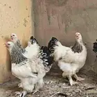 دجاج براهما مستوى فاخر للبيع