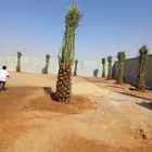 بيع نخل مثمر