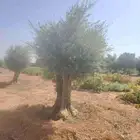 زيتون معمر للبيع لتواصل