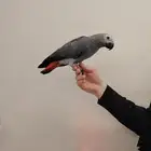 فرخ كاسكو ((تم البيع))