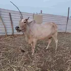 بقرةللبيع