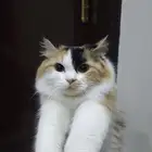 قط شرازي للتبني أنثى