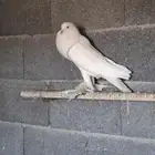 ذكر نفاح ابيض ببلجرشي