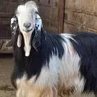 تيس ثني للبيع التواصل خاص