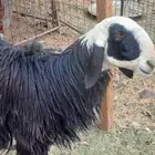 رخل نجديه اول ولاده لها معها رخل