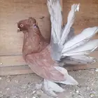 حمام رقاصي