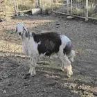 طلي مهجن مع التوصيل