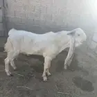 فحل هولندي ابرص ابيض ثني