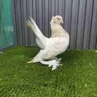 نثيه كرنقو