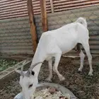 للبيع ماعز مضرع بداية حمال