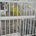 طيور حب تغريد صوت حلو