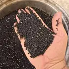 بذر بصل حساوي