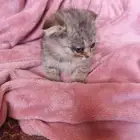 قط سكوتش للبيع ذكر