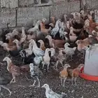 دجاج بلدي للبيع
