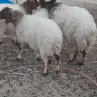 رخال وخروف نعيم فاخر