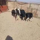 طليان نجد للبيع