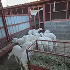 ذبايح مع الذبح والتوصيل