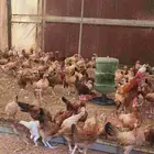 دجاج بلدي هجين تركي عمر شهرين ونص