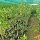 مشتل بهجه لبيع الأشجار والزهور بالجمله والتجزئه