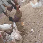 دجاج للبيع