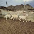 طليين ورخل من انتاج المراح