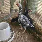 دجاج سندي