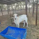 فحل بلدي مشروط السن جامع