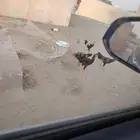 دجاج باكستاني 4 توهم صغار اعمارهم شهرين