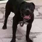 النوع.. كلب كين كارسو الاب كين والام بتبول