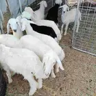 رخال للبيع العدد 10 نضاف ولله الحمد