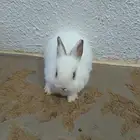 ارانب نذر لاند القزمي الهولندي