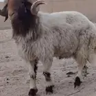 فحل نعيم طيب لون وروس شرط القريع