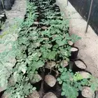 شتلات مورنقا عربي   moringa peregrina